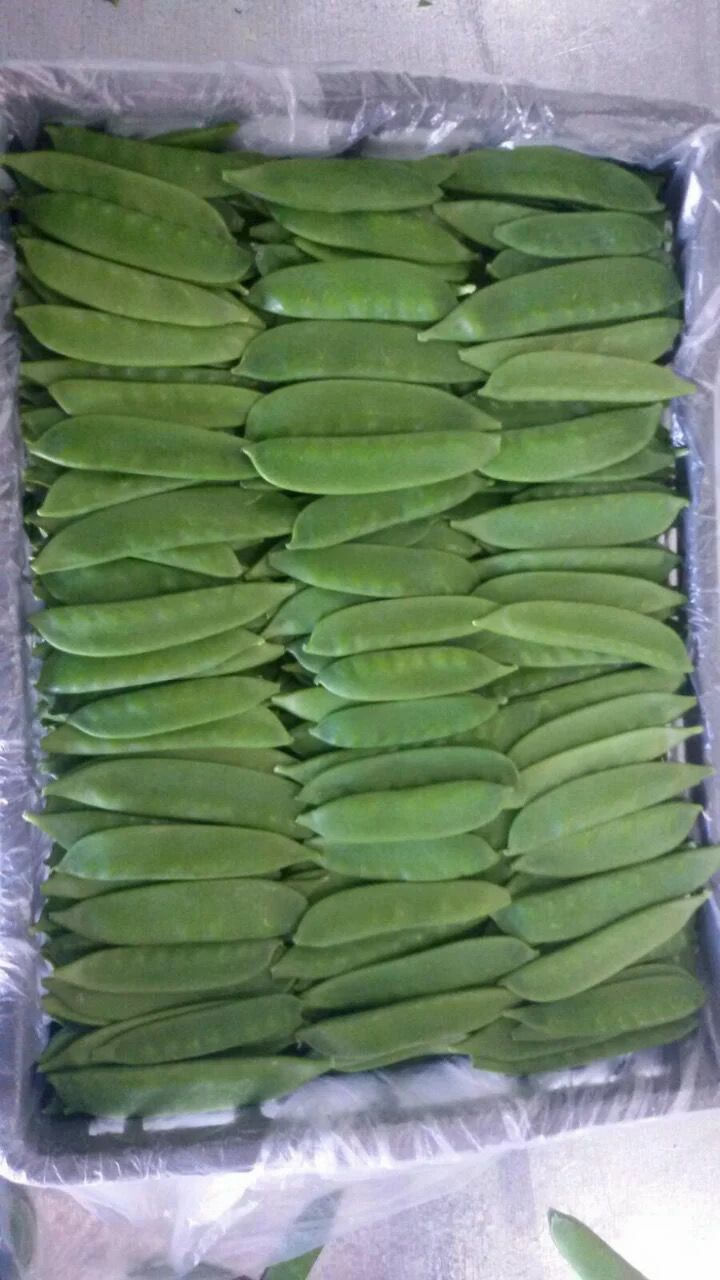 IQF Frozen Green Beans V2