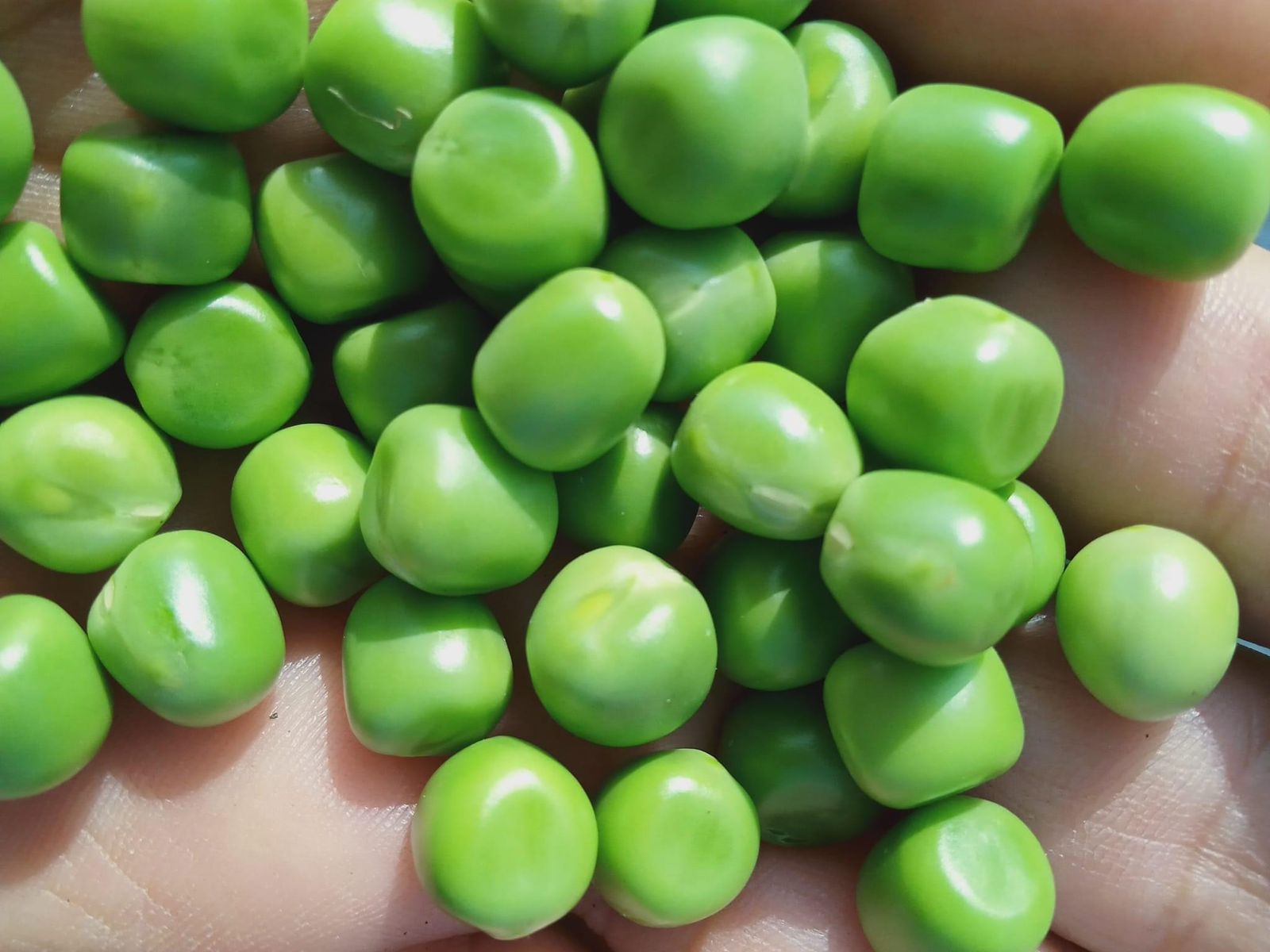 IQF Frozen Peas Egypt V4