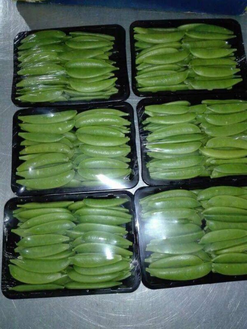 IQF Frozen Green Beans V4