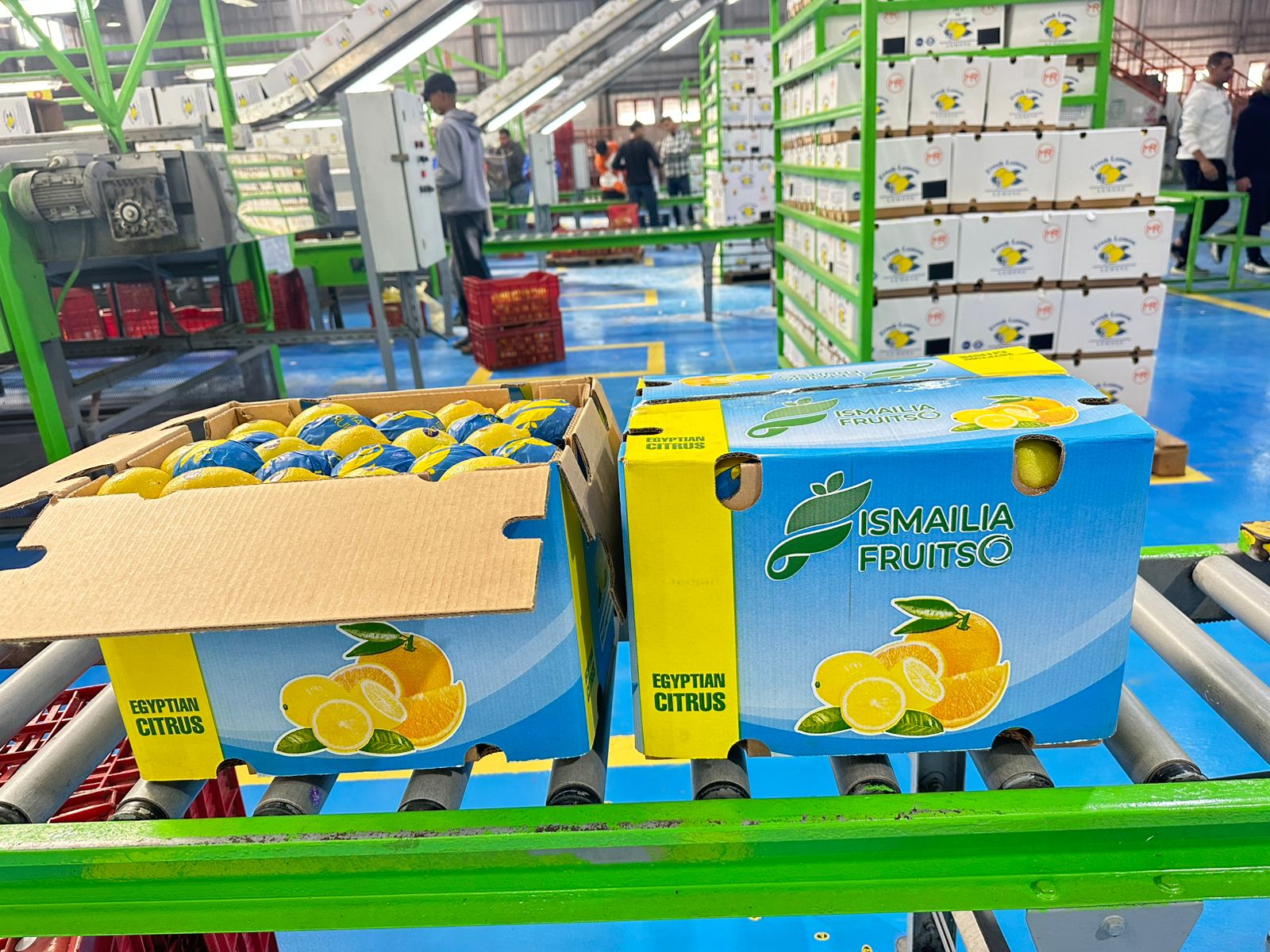 Fresh Egyptian Lemon V3