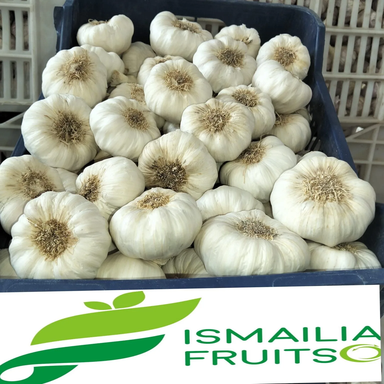 Fresh Egyptian Garlic