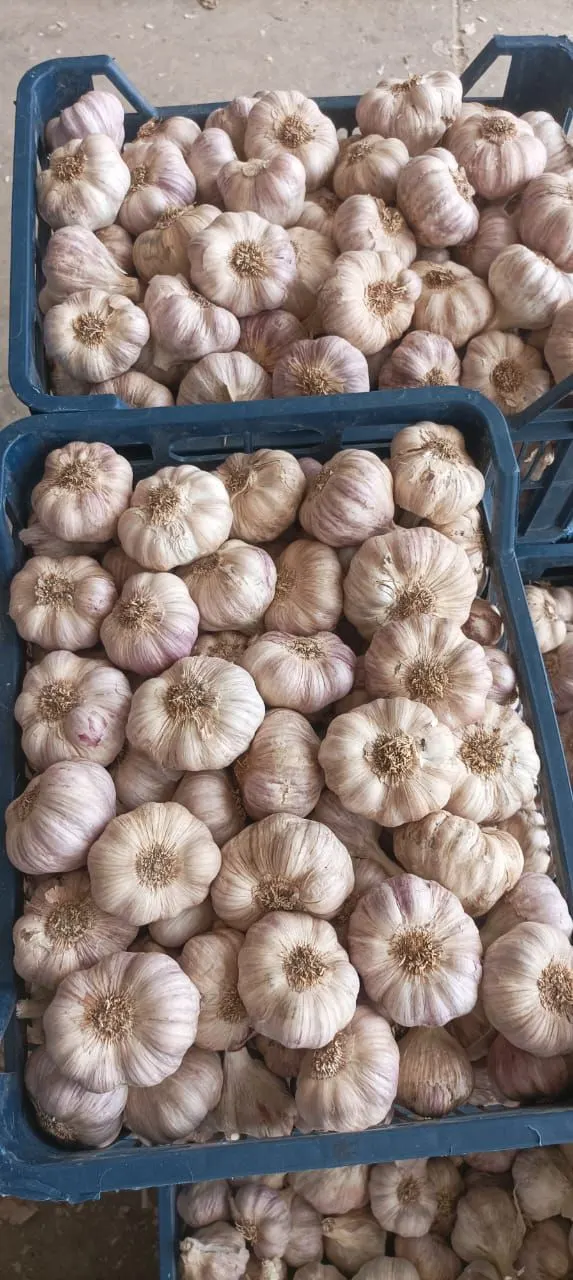 Premium Egyptian Garlic