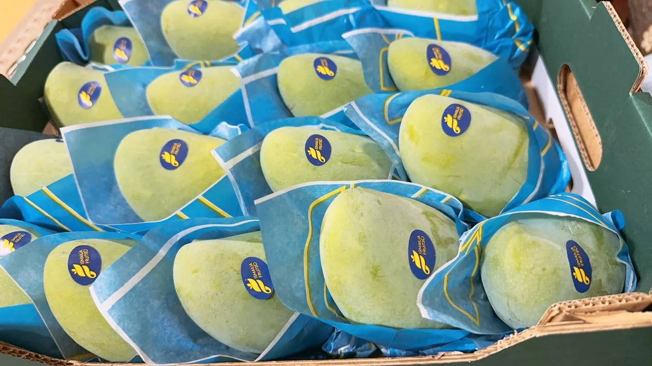 Premium Mango Export