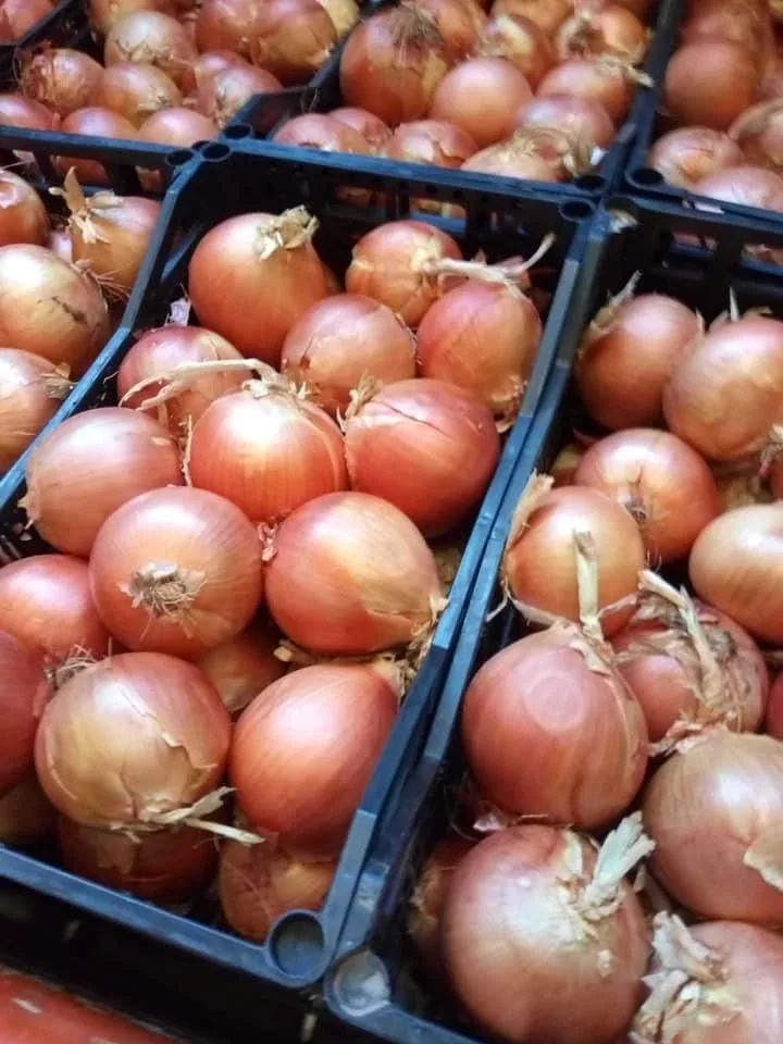 Golden Egyptian Onion