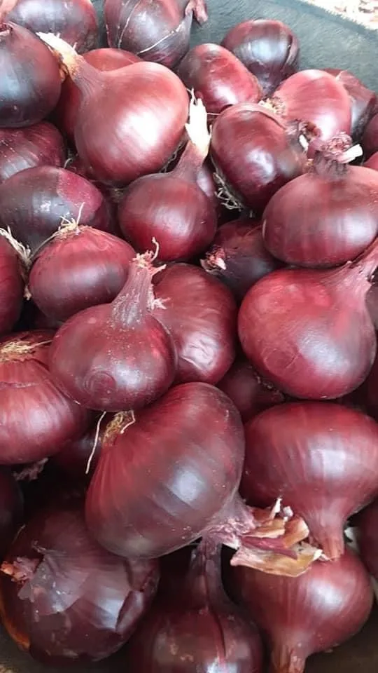 Fresh Export Onion