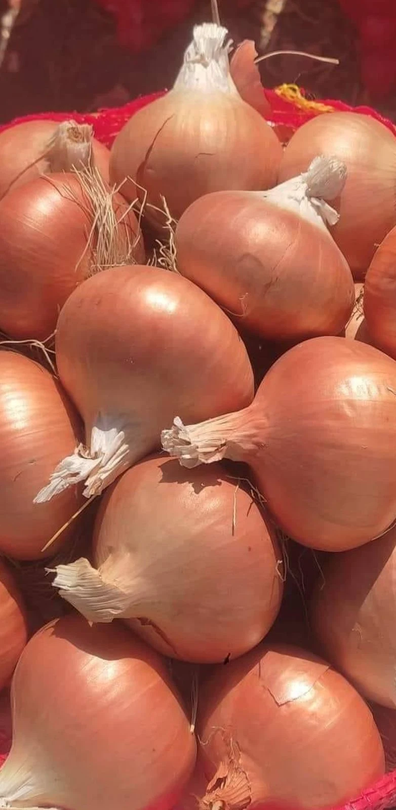 Red/Golden Onion Bulk