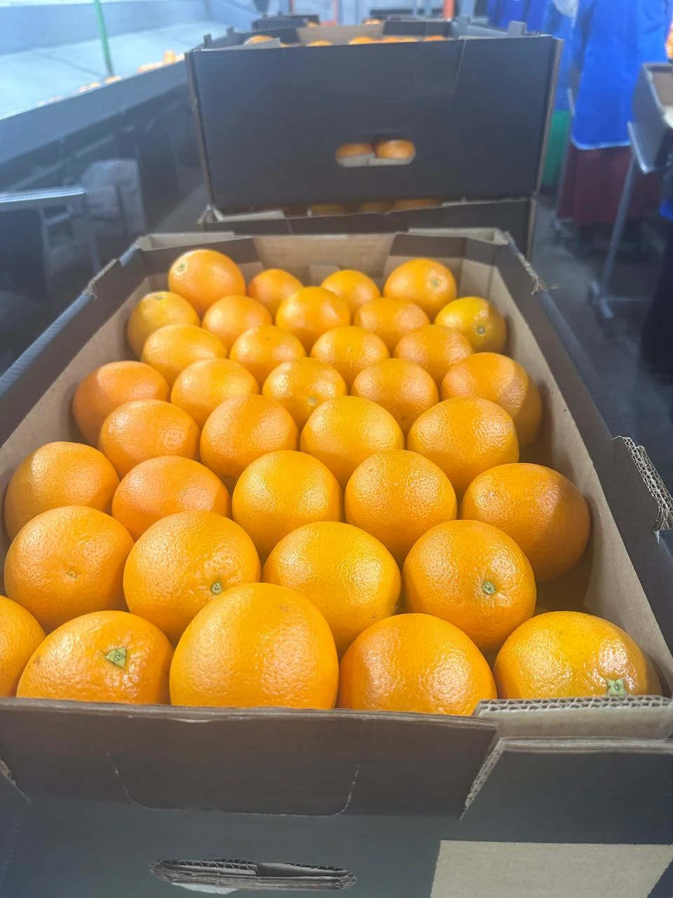 Premium Egyptian Oranges - Leading Egyptian Fruit Export Company